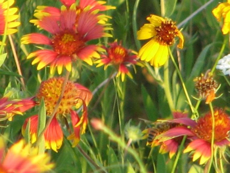 Spring Flowers